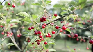 Charlies Fruit Garden Video.