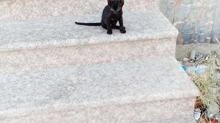 Funny black kitten