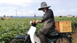 pupuk Indonesia di pake di negri sakura ????????????????// panen ubi jalar di jepang//