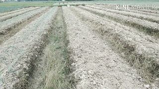 Sidak Daun bawang/Loncang belitang Tỏi tây