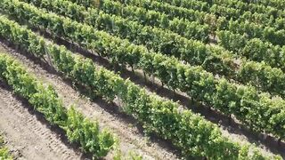 How American Farmers Produce 5,9 Million Tons Of Grapes Every Year - Grape Harvesting
