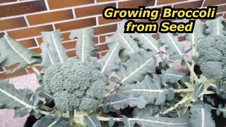 Growing Broccoli from Seed to Harvest in Container Garden [Calabrese]