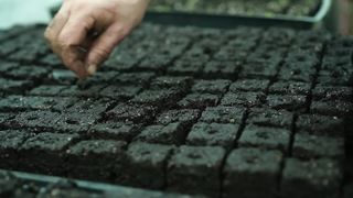 How to Grow Peppers (Organically)