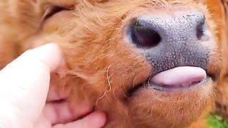 Cow cute