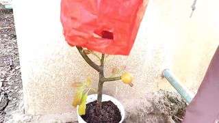 Grow Avocado plant from seed at home | How to cuttings avocado to grow 100%