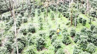 How Civet make World Most Expensive Coffee - Civet Coffee Farming - Coffee Harvest and Processing 2