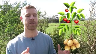 How I Grew Potatoes And Tomatoes On The Same Plant