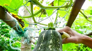 Natatanging ideya, I-recycle ang mga gulong para palaguin ang mga pumpkin na may mataas na ani