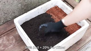 Grow long beans on the terrace in used recycling baskets