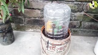 Grow banana tree from banana ???????????? 2