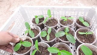 New technique of growing cucumbers in plastic containers for fruit from root to tip