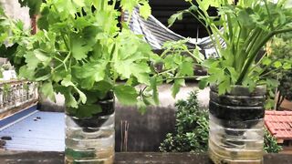 Madaling magtanim ng celery sa muling ginamit na mga bote sa balcony, mataas na ani
