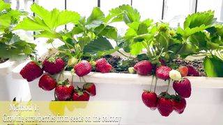GROWING STRAWBERRY SUCCESSFULLY IN HOUSES