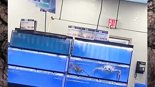 Scary animals