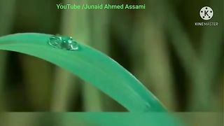 Telawaty Quran