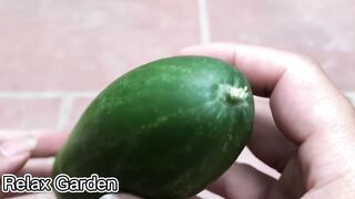 I was surprised to propagate cucumbers this way | Relax Garden