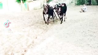 میرا چچا زاد آج بھی بل چلاتا ہے ۔