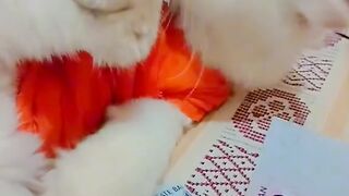 mashallah 3