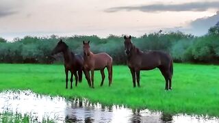 Beautiful Nature view Beautiful Horses