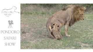Lion cubs greeting their father.