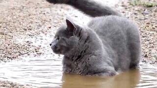 Puddle Cat Beautiful