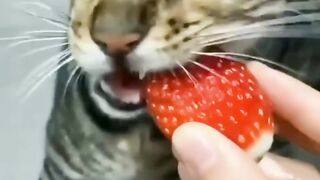 Cute cat ???? eating strawberry ????