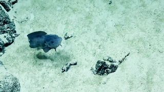 A deep sea moppet like smiley snailfish giving