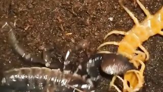 Dangeruos fighting