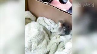 Funny animal video 2023