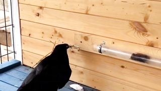 Very good maind this  bird guys subs
