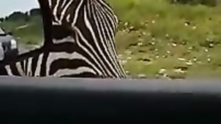 when does a zebra talk?