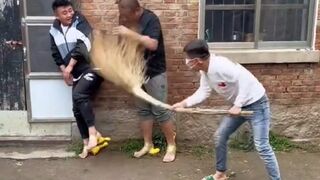 This video will make you scream of laugh