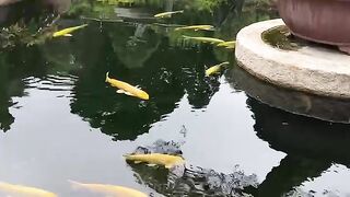 Fish ???? 3