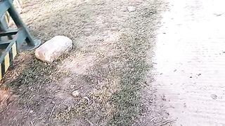 AJ bakreya nahi mor rhi