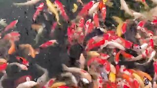 Golden fish