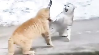 Punjabi funny 3