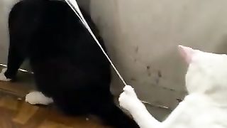 Funny animals 2 2