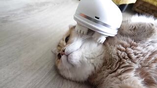 Funny cat massage 2