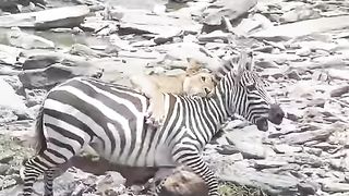 Zebras vs lion