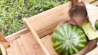 Monkey work