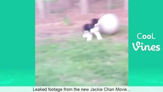 Try Not To Laugh Challenge - Funny Cat & Dog Vines compilation 2017 11
