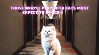 Cute CAT Quotes Funny