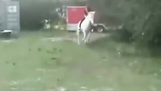 Konik