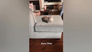 Cats Vs Cucumber???? - Funniest Animals Compilation 2023
