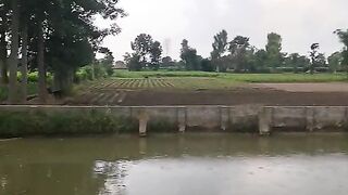 Village life https://youtube.com/@pakistanisairsapatee