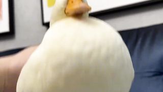 Duckling's neck is so flexible