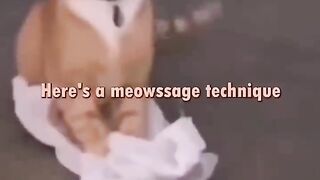 cats voice over