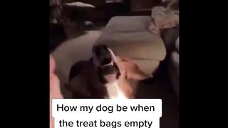 Tiktok Funny Compilation Animals