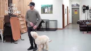 teaching any dog