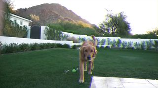 how to teach any dog